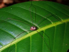 Marthana niveata