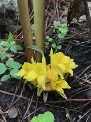 Curcuma flaviflora