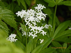 Galium odoratum