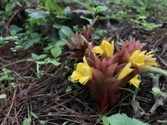 Curcuma flaviflora
