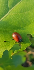 Chrysomela populi
