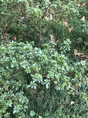 Rhododendron simsii