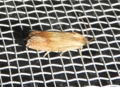 Eucosma umbrastriana