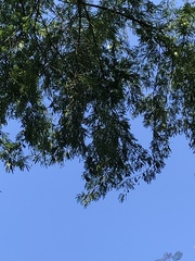 Piptadenia gonoacantha