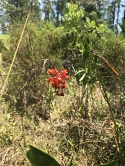 Asclepias lanceolata image