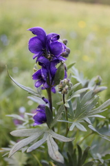 Aconitum glandulosum