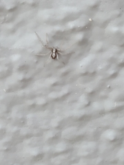 Pulchellodromus pulchellus