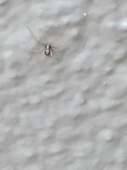 Pulchellodromus pulchellus