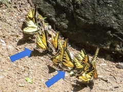 Papilio appalachiensis