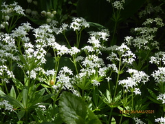Galium odoratum