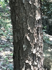 Artocarpus hypargyreus