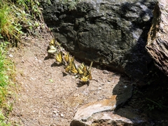 Papilio appalachiensis