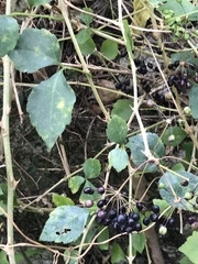 Eleutherococcus trifoliatus