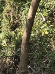 Mallotus paniculatus