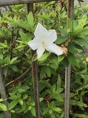 Rhododendron mucronatum