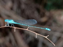 Pseudagrion microcephalum