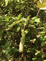 Mallotus apelta