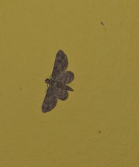 Gymnoscelis holocapna