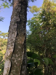 Piptadenia gonoacantha