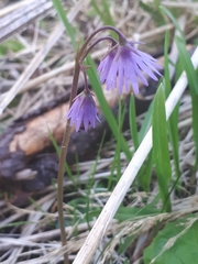 Soldanella carpatica