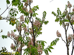 Bretschneidera sinensis