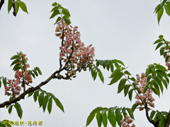 Bretschneidera sinensis