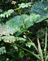 Begonia parviflora