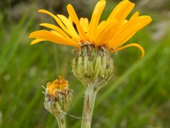 Senecio doronicum