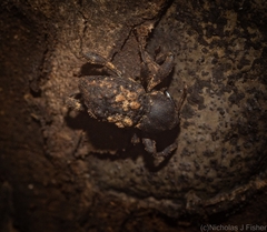 Methidrysis afflicta