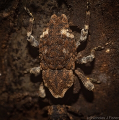 Poropterus bisignatus