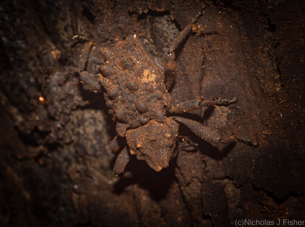 Tapinosomus