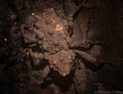 Tapinosomus exitiosus