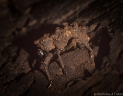 Tapinosomus exitiosus