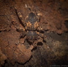 Methidrysis afflicta