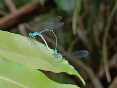 Pseudagrion microcephalum
