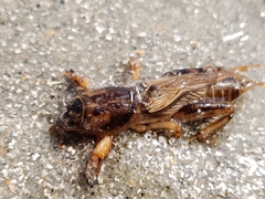 Neoscapteriscus vicinus