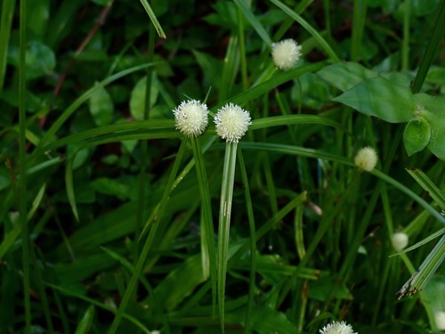 Cyperus mindorensis