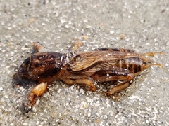 Neoscapteriscus vicinus