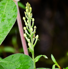 Habenaria monorrhiza