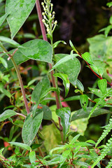 Habenaria monorrhiza