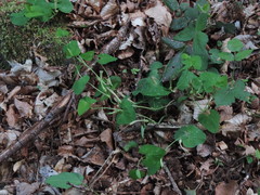 Aristolochia lutea