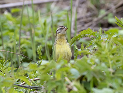 Escribano aureolado (Emberiza aureola)