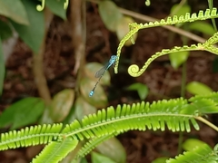 Pseudagrion microcephalum