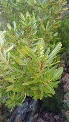 Cenarrhenes nitida