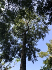 Piptadenia gonoacantha