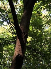 Cenostigma pluviosum