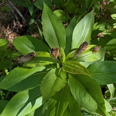 Magicicada septendecim