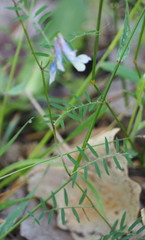 Vicia villosa pseudocracca