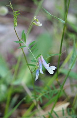 Vicia villosa pseudocracca