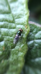 Microchrysa polita